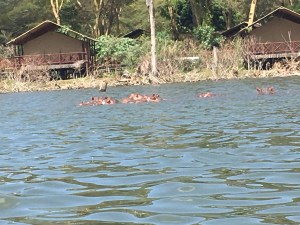 Hippos has n the lake. A pod of them you can just see their heads. 