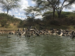 Birds gather on lake naivasha in Kenya 