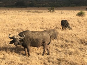Water buffalo in the sunshine at Nairobi national park