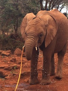 Elephant drinking water from the hose 