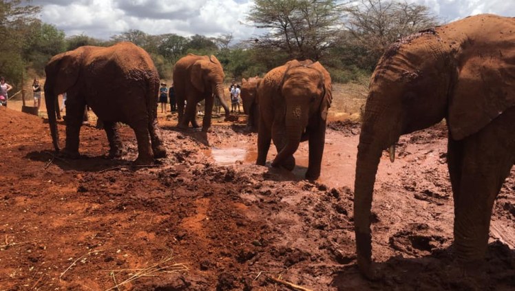 elephant baby at the nairobi kenya sanctuary at David Sheldrick Wildlife Trust