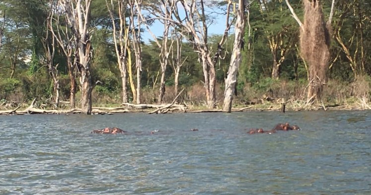 hippos in lake naivasha
