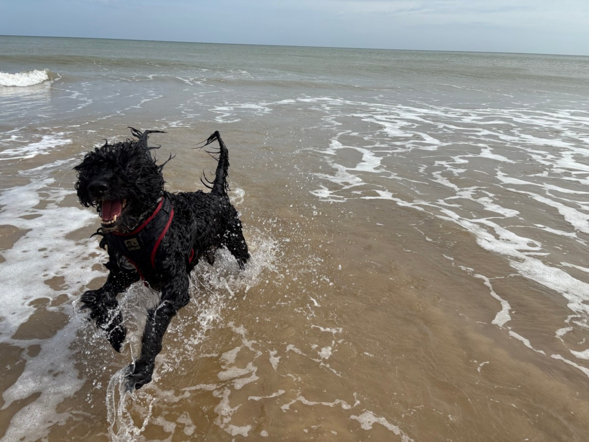 North Norfolk: A Dog friendly&nbsp;holiday